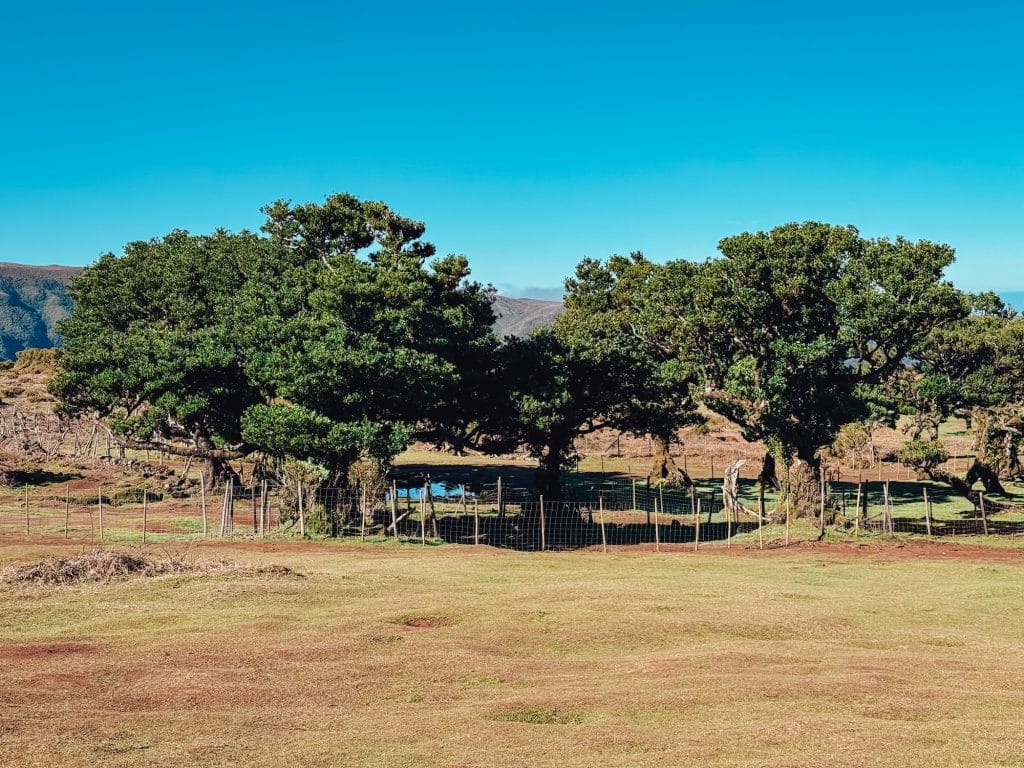 Ogrodzone drzewa til w lesie Fanal na tle gór Madery