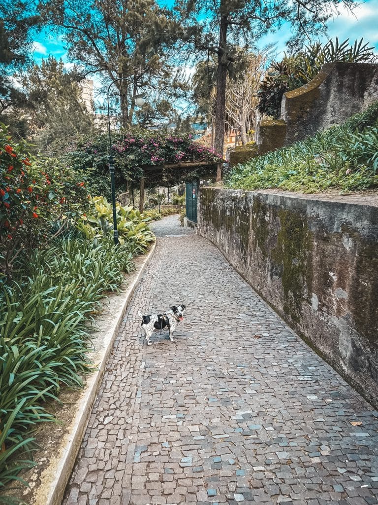 Madera z psem