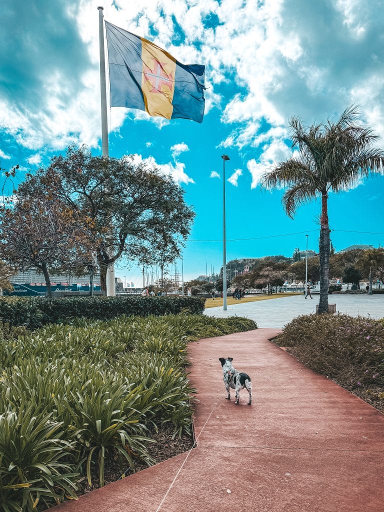 Funchal z psem fot. Ewelina Podrez-Siama 2025