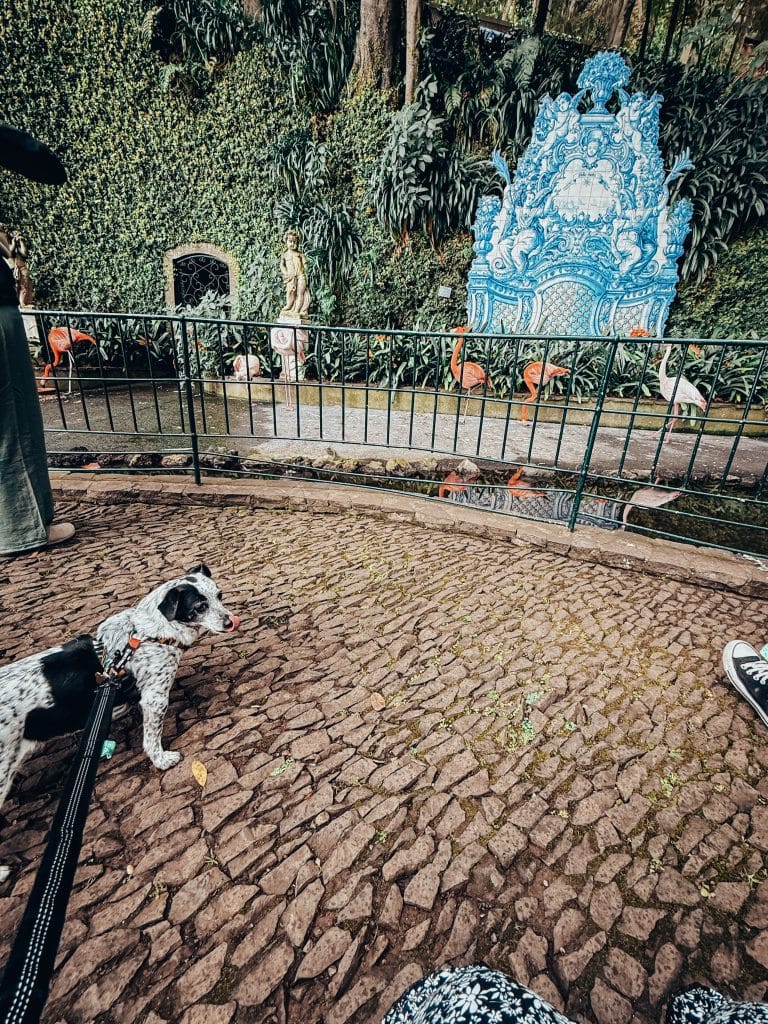 Monte Palace z psem