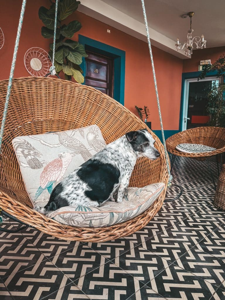 Apartamenty z psem Funchal - ASPA Studios fot. Ewelina Podrez-Siama 2025