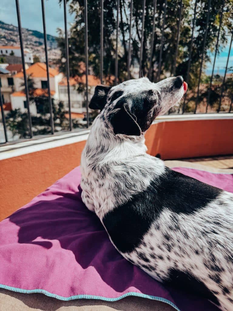Apartamenty z psem Funchal - ASPA Studios fot. Ewelina Podrez-Siama 2025