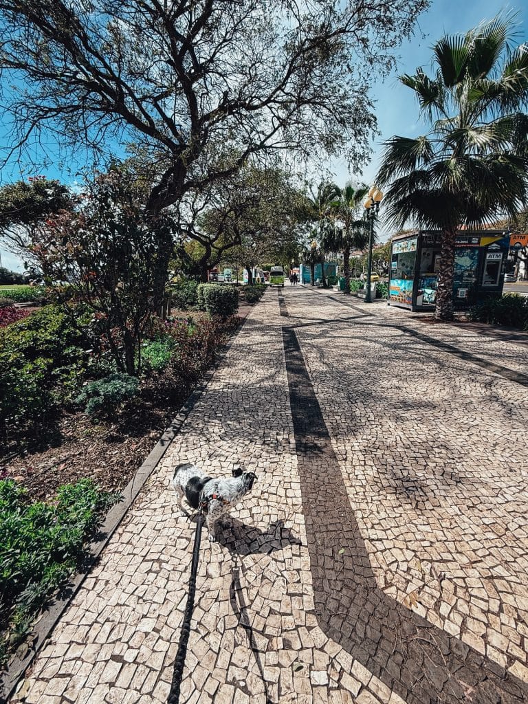 Funchal z psem fot. Ewelina Podrez-Siama 2025