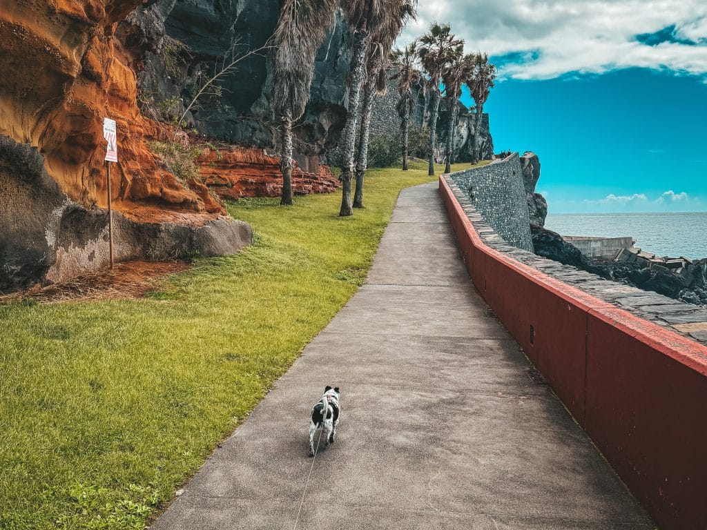 Promenada Funchal - Camara de Lobos z psem fot. Ewelina Podrez-Siama - marzec 2025