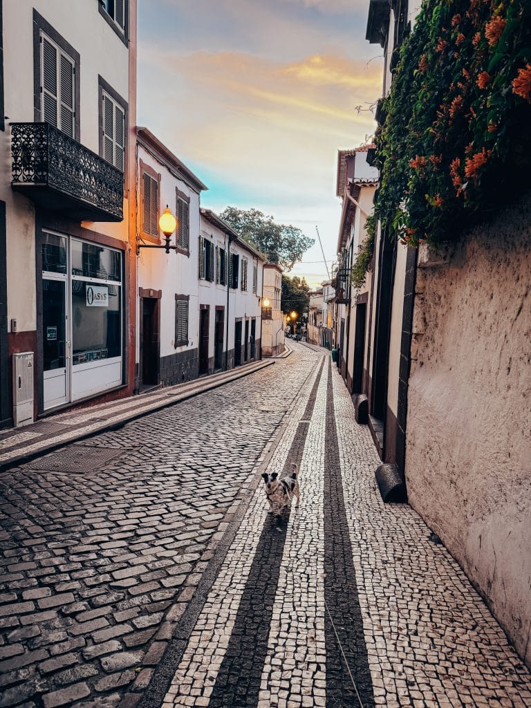 Funchal z psem fot. Ewelina Podrez-Siama 2025