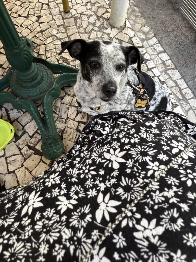Restauracje z psem Funchal fot. Ewelina Podrez-Siama - luty 2025