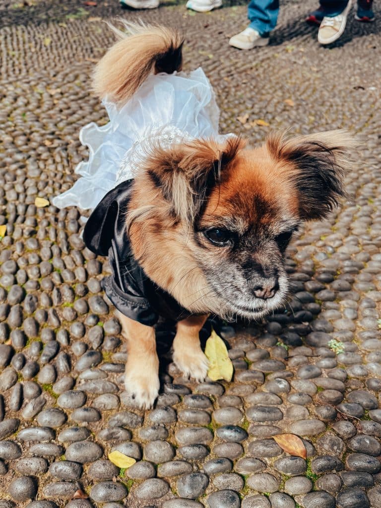 Przebrany pies podczas karnawału na Maderze