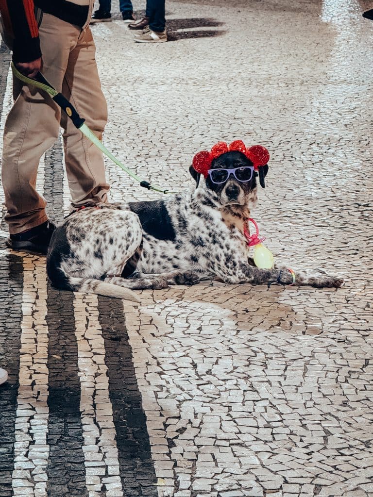 Przebrany pies podczas karnawału na Maderze