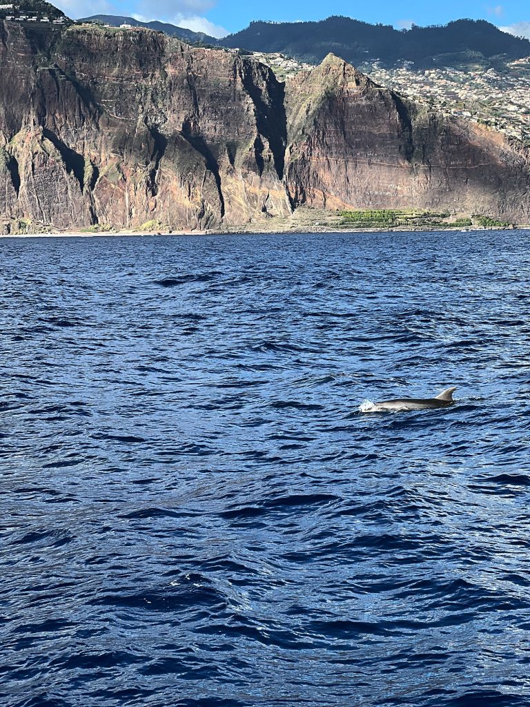 Delfin wynurzający się z fal na tle klifów na zachód od Funchal