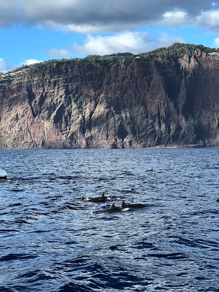 Dwa delfiny wynurzające się z oceanu pod klifem Cabo Girão
