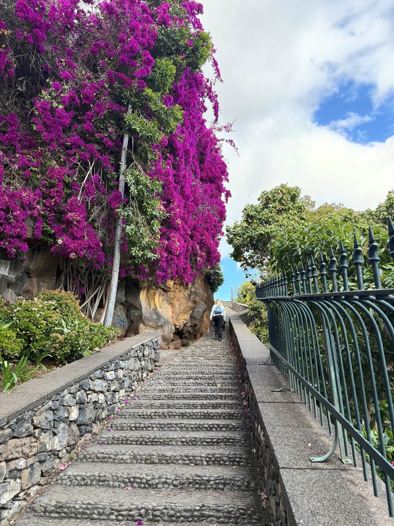 Kamienne schody i kwitnące bugenwille w Funchal