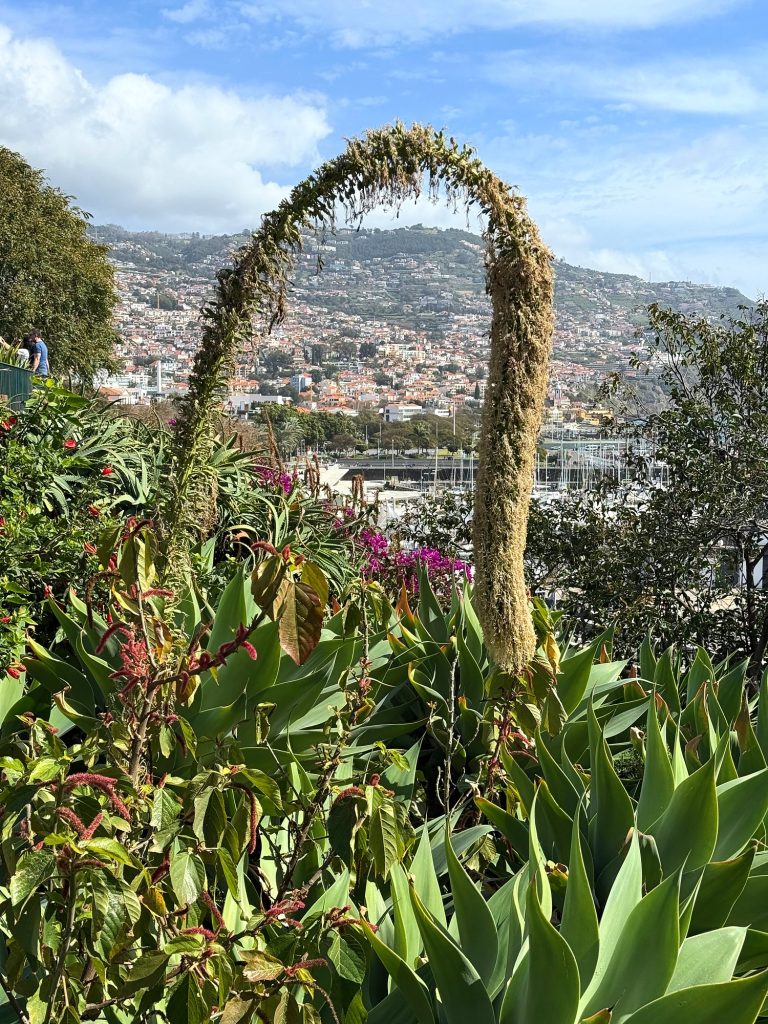 Kwitnąca agawa wygięta w łuk nad Funchal i portem