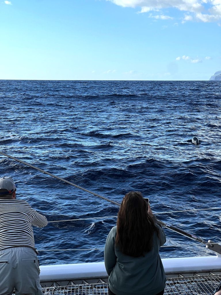 Pasażerowie katamaranu widziani od tyłu patrzą na ocean, na którym wynurza się delfin, w oddali wybrzeże Madery