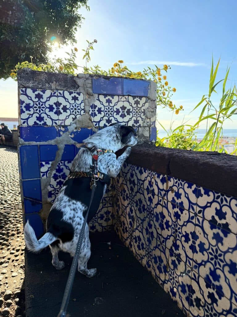 Czarno-biały pies na smyczy zagląda przez murek wyłożony niebiesko-białymi płytkami azulejos, w tle poranne słońce