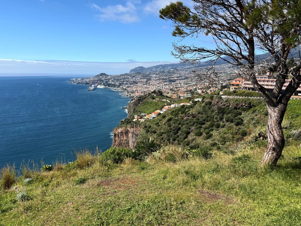 Trawiasty klif z powykręcanym drzewem, poniżej ocean i wybrzeże z zabudową Funchal ciągnącą się aż po horyzont