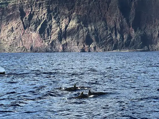 Dwa delfiny wynurzające się z oceanu pod klifem Cabo Girão