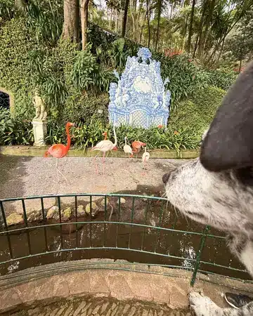 Tesla patrzy zza barierki na flamingi przy stawie w Monte Palace