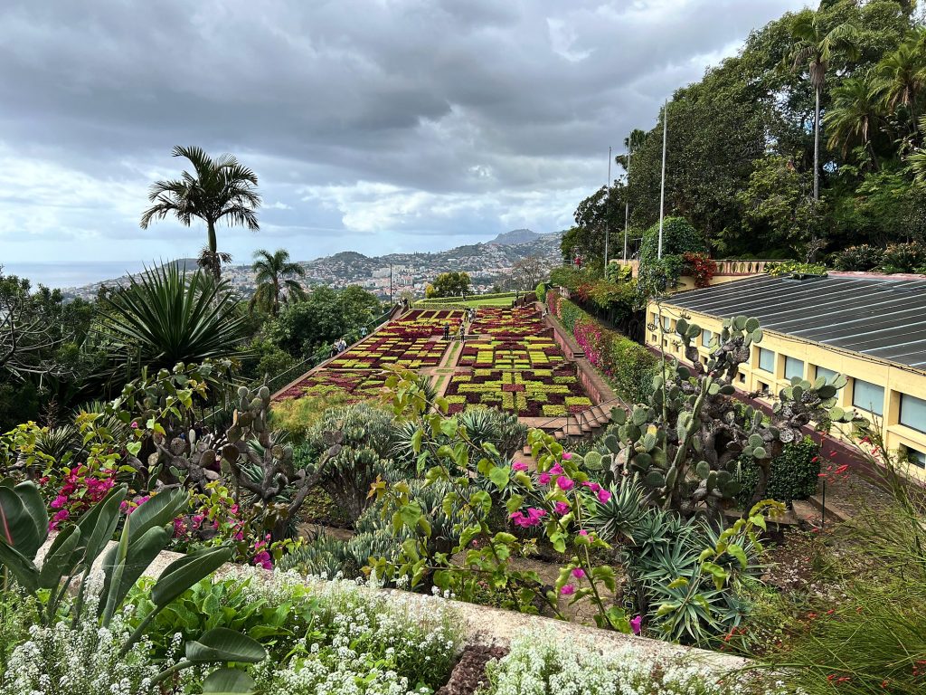 Dywanowe rabaty w Ogrodzie Botanicznym w Funchal, w tle palma i miasto