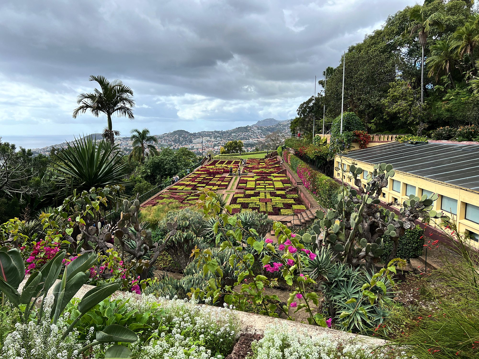 Dywanowe rabaty w Ogrodzie Botanicznym w Funchal, w tle palma i miasto