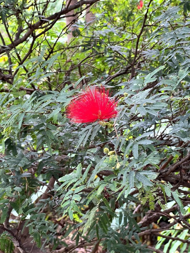 Czerwony kwiat kaliandry w Ogrodzie Botanicznym Madery