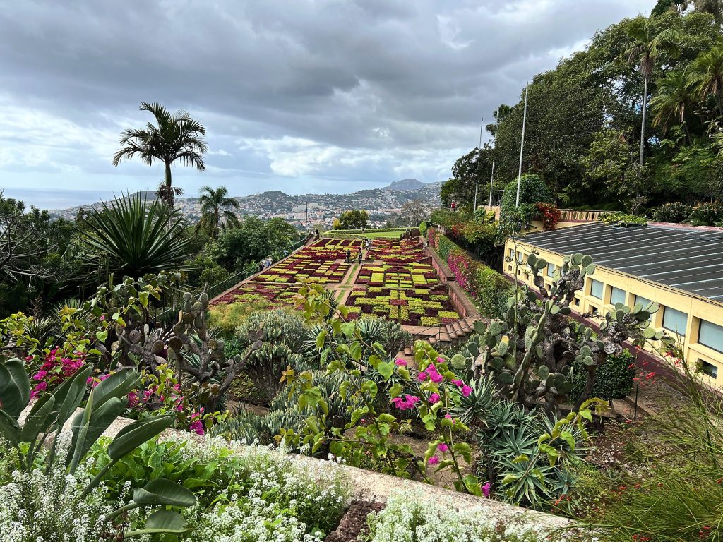Kolorowe rabaty i palma w Ogrodzie Botanicznym Madery