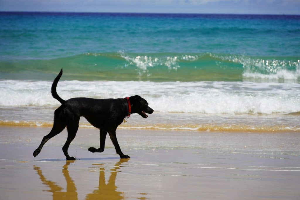 Czarny pies idzie brzegiem morza na plaży Porto Santo