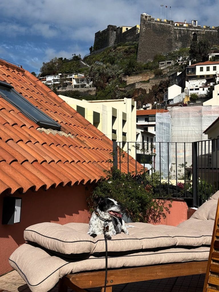Pies na leżance na dachowym tarasie apartamentu, w tle wzgórze z twierdzą Fortaleza do Pico