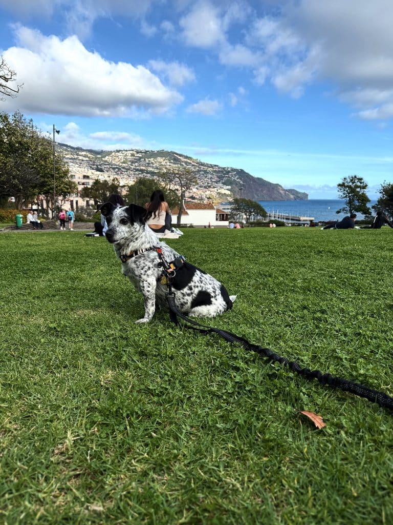 Pies Tesla na trawniku nad zatoką Funchal