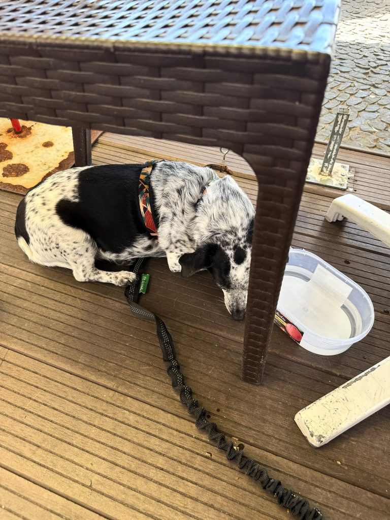 Czarno-biały pies leży pod wiklinowym stolikiem na drewnianym tarasie restauracji, obok miska z wodą