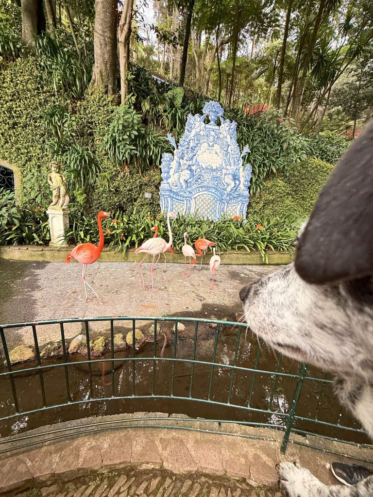 Pies patrzy zza barierki na flamingi przy stawie, w tle niebieski panel z azulejos i posągi