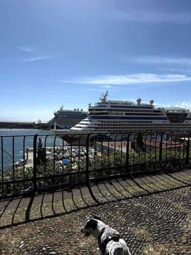 Czarno-biały pies przy czarnej balustradzie parku, w dole port z wycieczkowcem AIDA